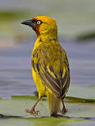 Northern Brown-throated Weaver