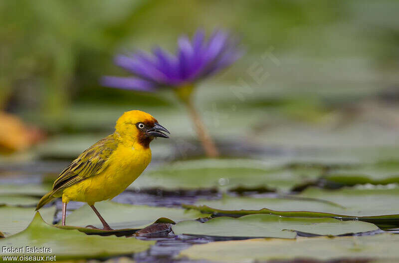 Northern Brown-throated Weaver male adult, habitat, Behaviour