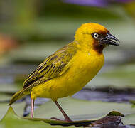 Northern Brown-throated Weaver