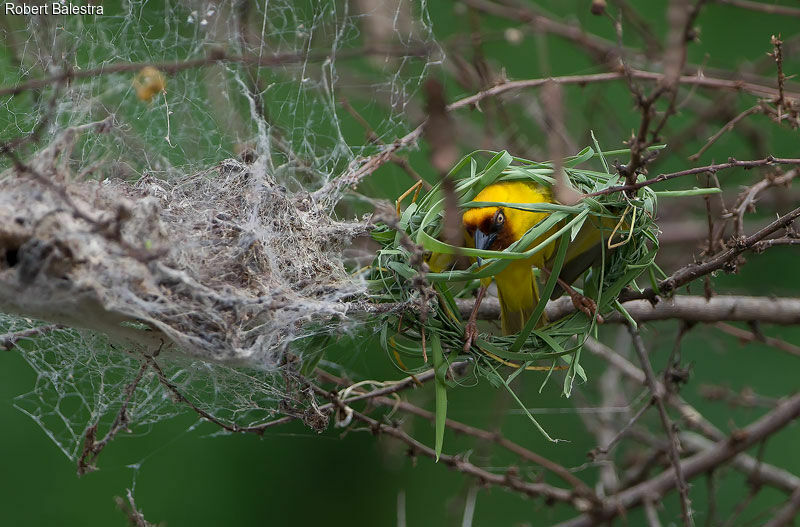 Northern Brown-throated Weaver, Reproduction-nesting