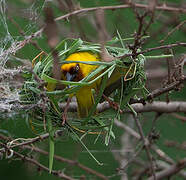 Northern Brown-throated Weaver