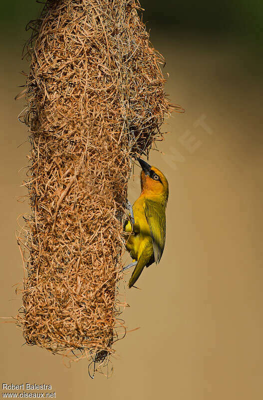 Spectacled Weaveradult, Reproduction-nesting