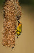 Spectacled Weaver