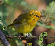 Spectacled Weaver