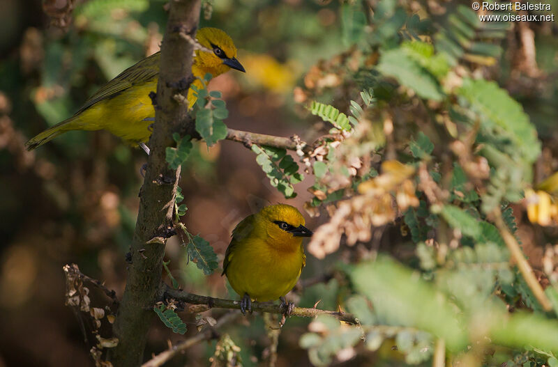 Spectacled Weaver