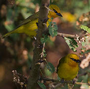 Spectacled Weaver