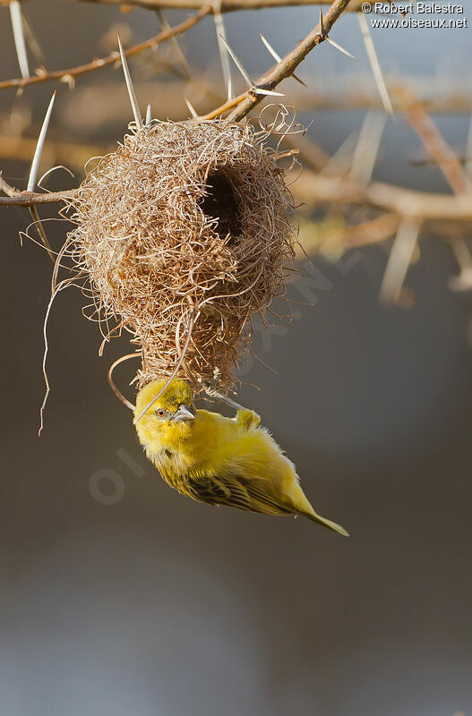 Spectacled Weaver