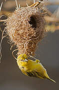 Spectacled Weaver