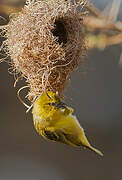 Spectacled Weaver