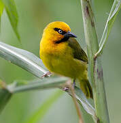 Spectacled Weaver