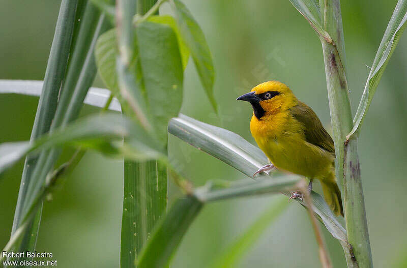 Spectacled Weaver male adult breeding, close-up portrait, pigmentation