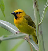 Spectacled Weaver