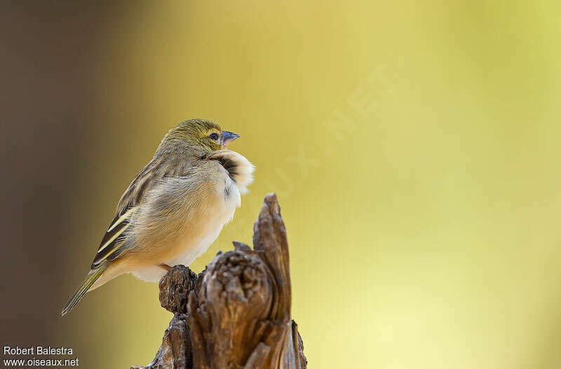 Black-headed Weaver female adult, pigmentation