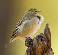 Black-headed Weaver