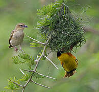 Black-headed Weaver