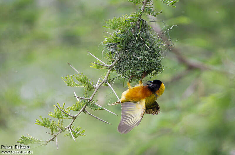 Black-headed Weaver male adult, Reproduction-nesting