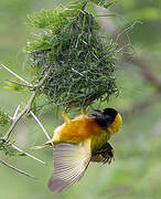 Black-headed Weaver