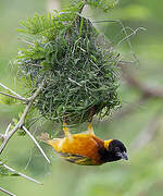 Black-headed Weaver