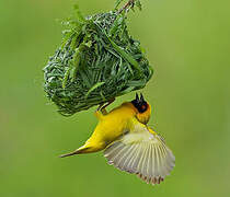 Southern Masked Weaver