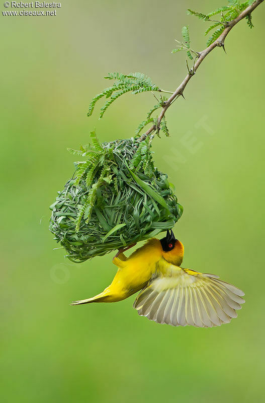 Southern Masked Weaver male adult breeding