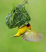 Southern Masked Weaver