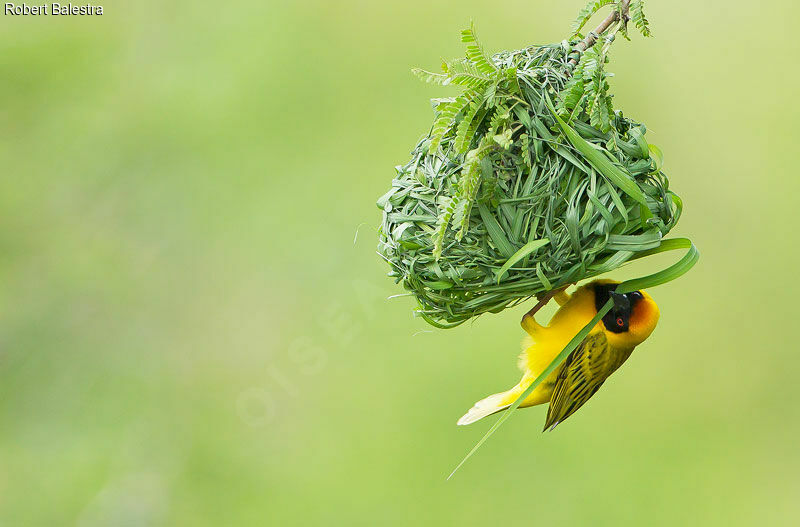 Southern Masked Weaver male