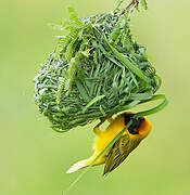 Southern Masked Weaver