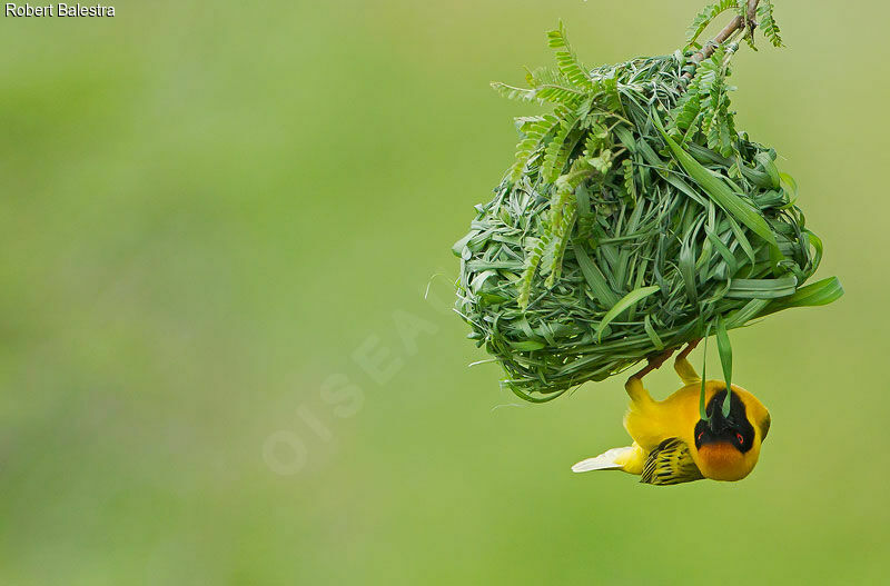 Southern Masked Weaver male adult, pigmentation, Reproduction-nesting
