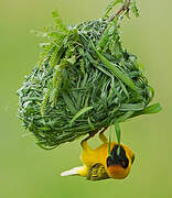 Southern Masked Weaver