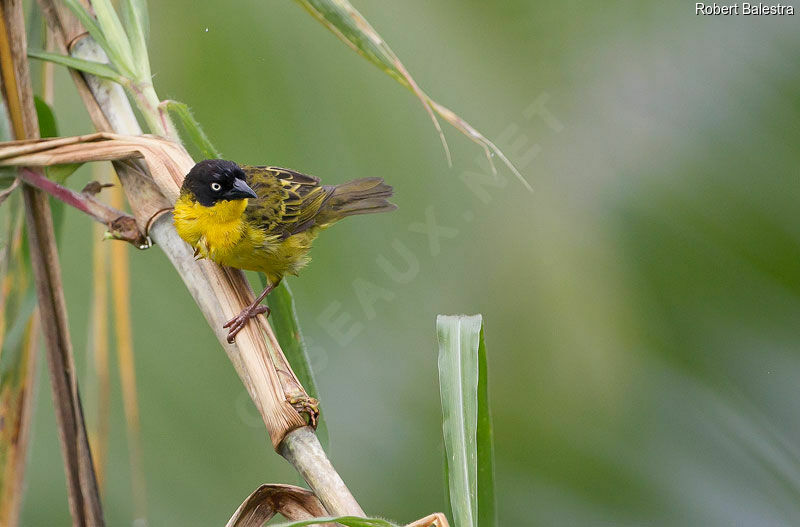 Baglafecht Weaver