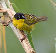 Baglafecht Weaver