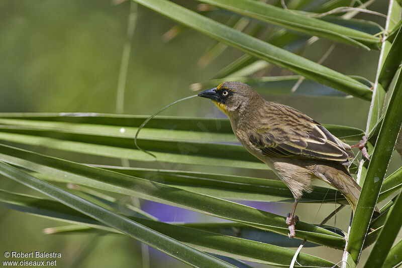 Baglafecht Weaver female