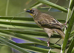 Baglafecht Weaver