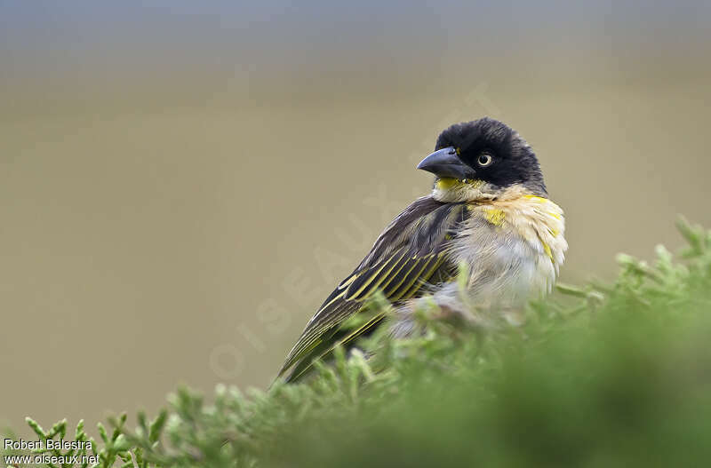 Baglafecht Weaver female adult, close-up portrait