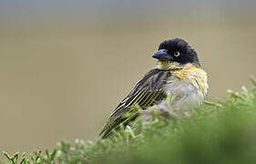 Baglafecht Weaver