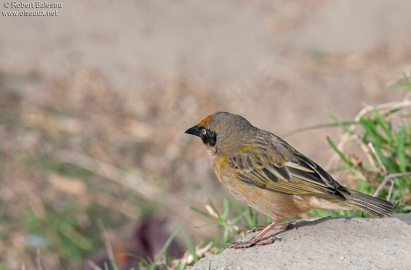 Baglafecht Weaver