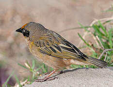 Baglafecht Weaver