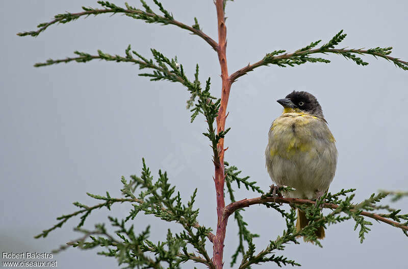 Baglafecht Weaver female adult, close-up portrait