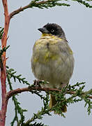 Baglafecht Weaver