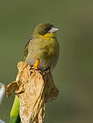 Baglafecht Weaver