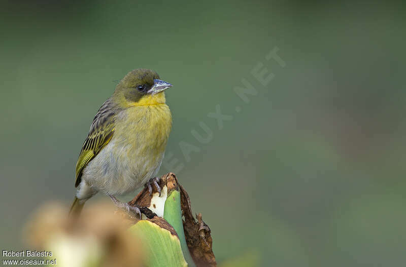 Baglafecht Weaverjuvenile, identification