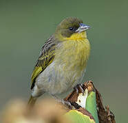 Baglafecht Weaver