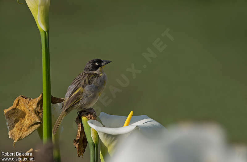 Tisserin baglafecht femelle adulte, identification