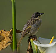 Baglafecht Weaver