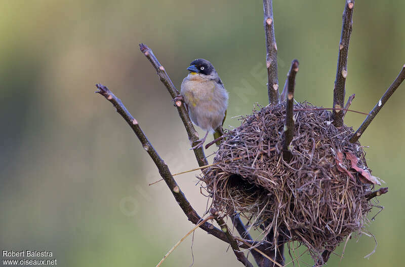 Baglafecht Weaver female adult breeding, Reproduction-nesting