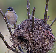 Baglafecht Weaver