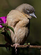 Baglafecht Weaver