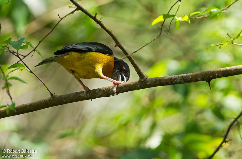 Tisserin bicolore