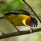 Tisserin bicolore