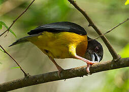 Dark-backed Weaver